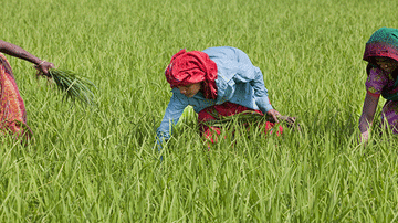 Menschen pflücken Reis auf einem Feld