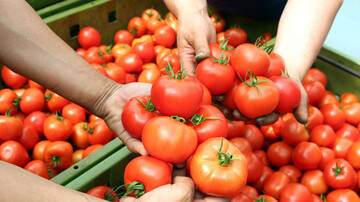 La main d&#039;un agriculteur qsaisit des tomates