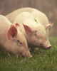 An image of pigs