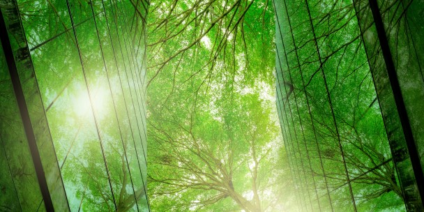 A serene green forest with tall trees and rays of sunlight piercing through the foliage