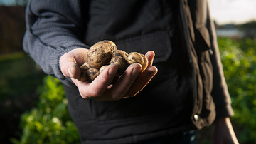 Farmer hand with potatoes
