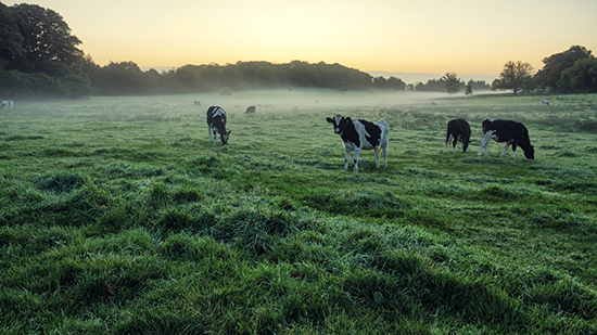  Vaches dans un champ brumeux