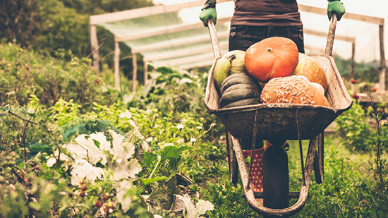 A wheelbarrow with fresh vegetables being wheeled through a field