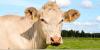 Le Charolais d'Auvergne Rhône-Alpes