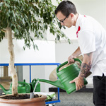 plants watering