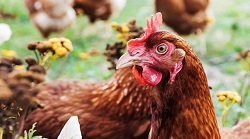 Free range chickens