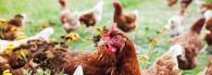 Sodexo renforce son engagement à améliorer les normes de bien-être des poulets en Europe